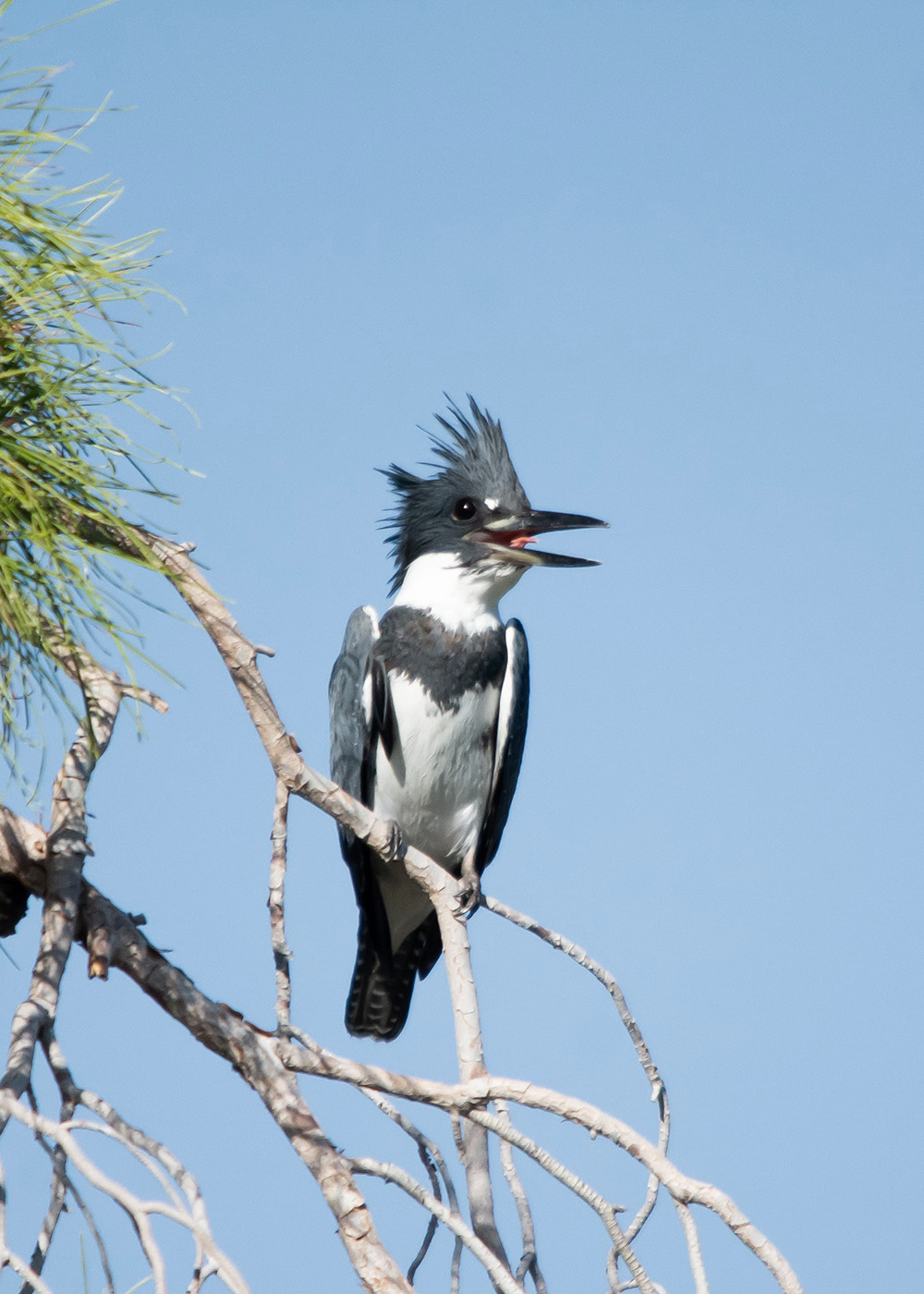 kingfisher