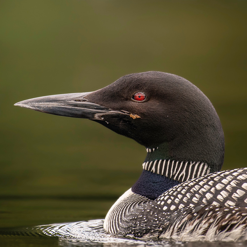 Loon