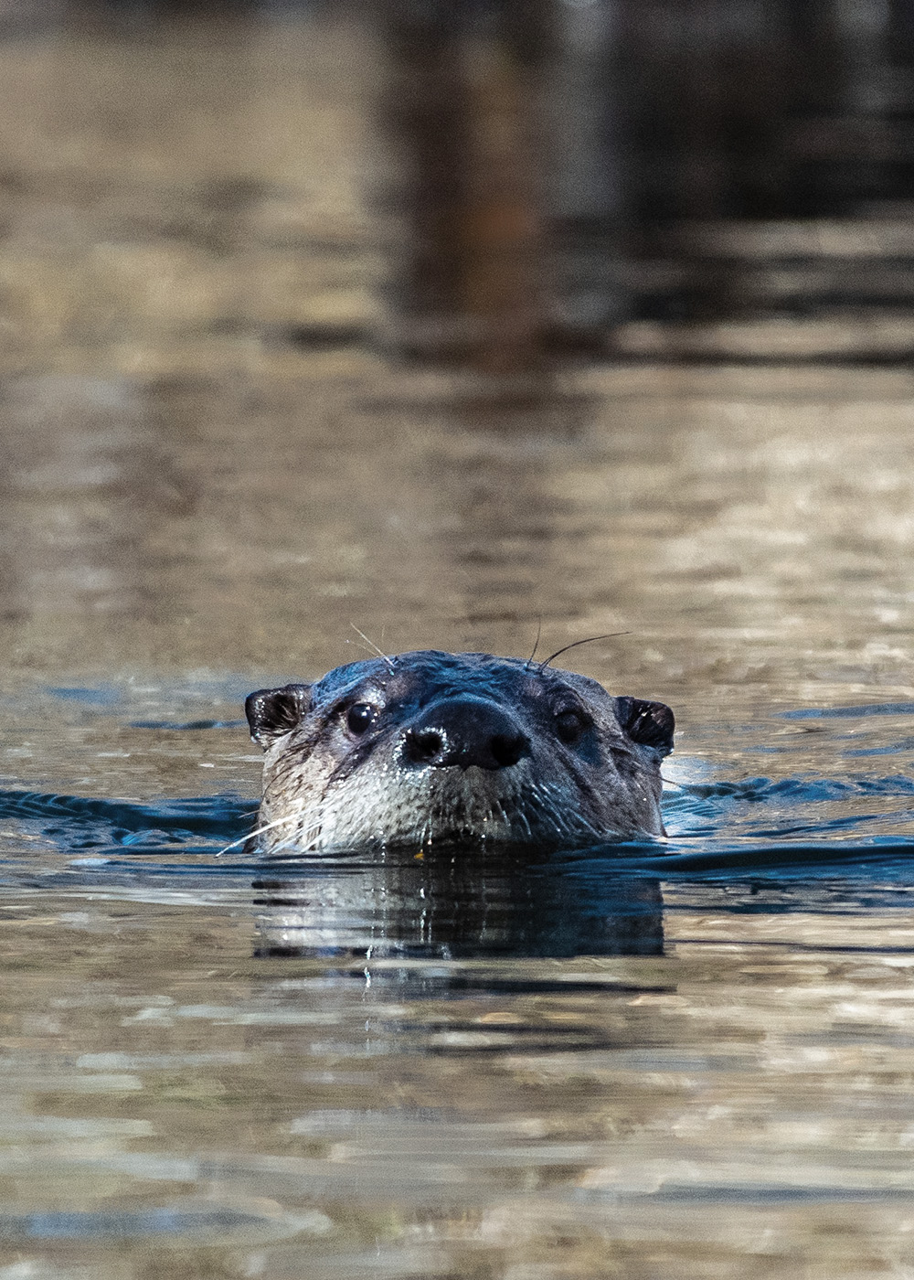 otter