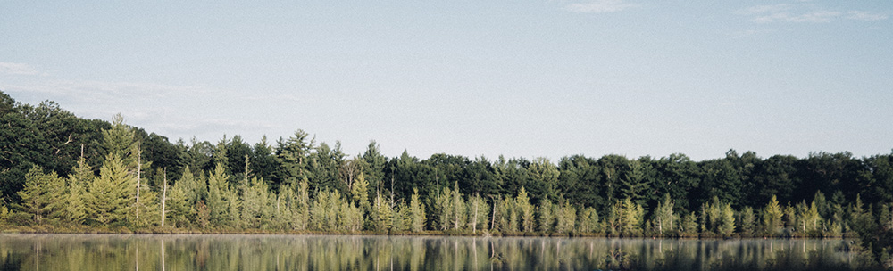 Line of trees and their reflection