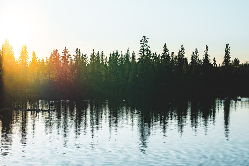 Trees with beautiful reflection